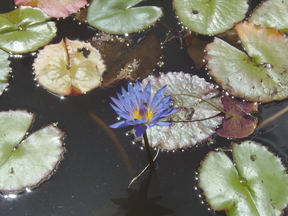 Nature Flower