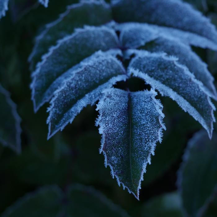 Frozen Frost Ice