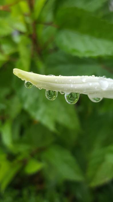 Nature Leaf Flora