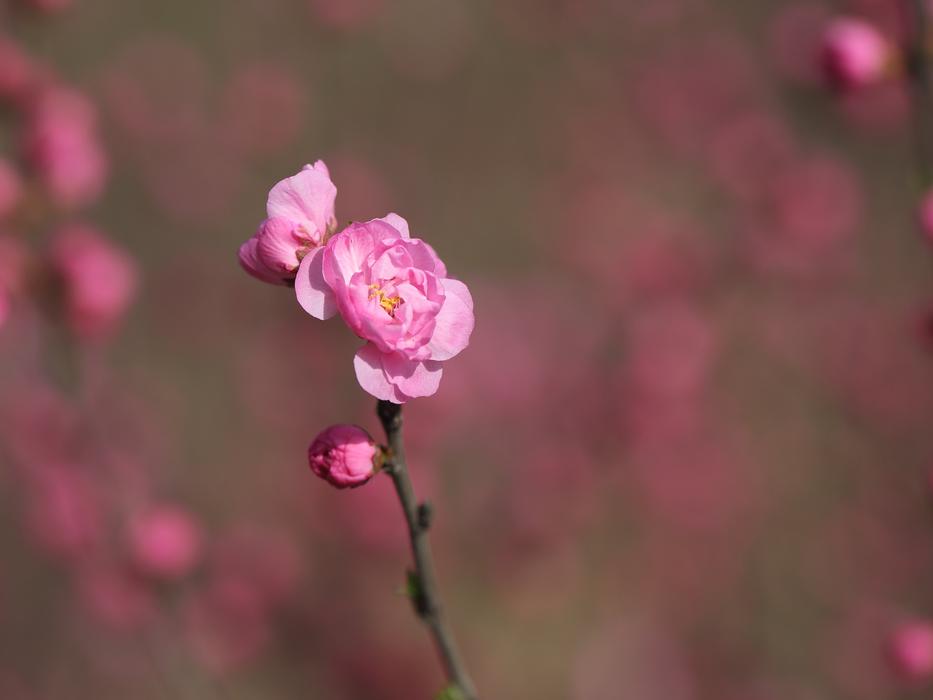 Nature Flower Plant
