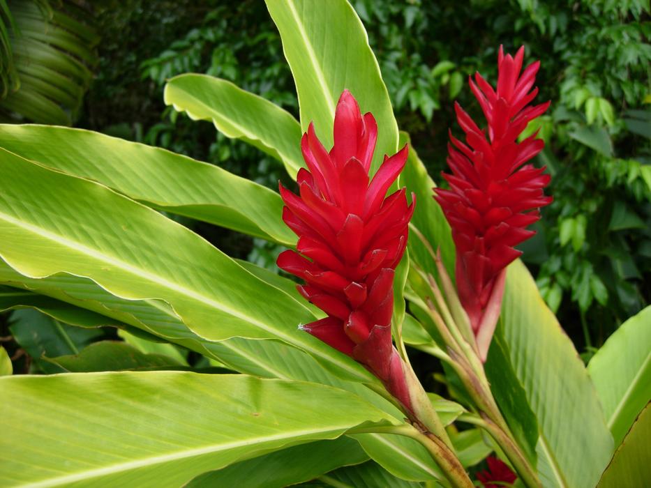 Plant Nature Leaf