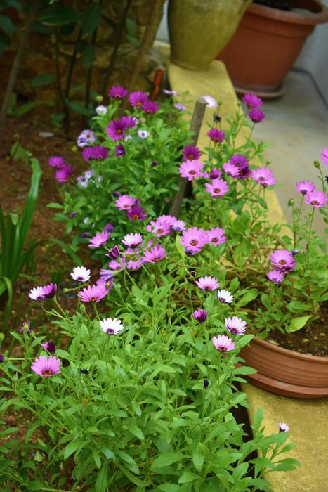 Flower Plant Garden