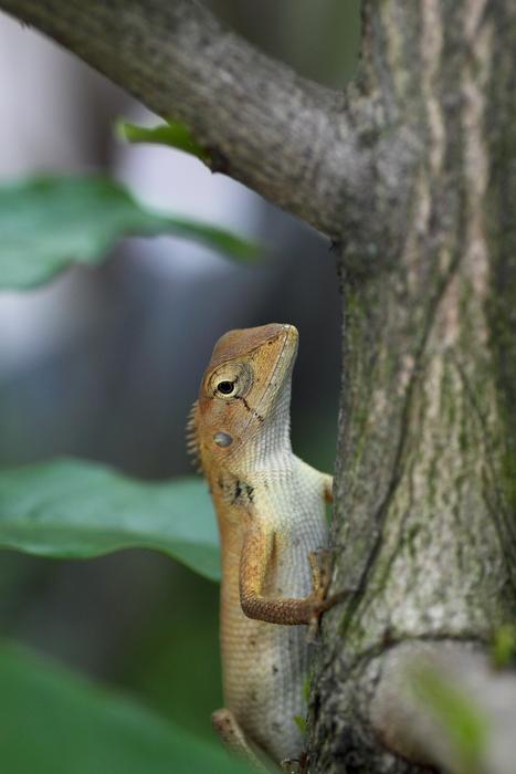 Wildlife Nature Tree