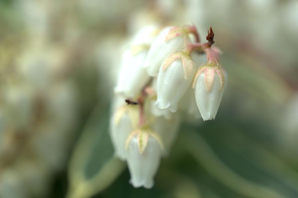 Bell Spring Flower