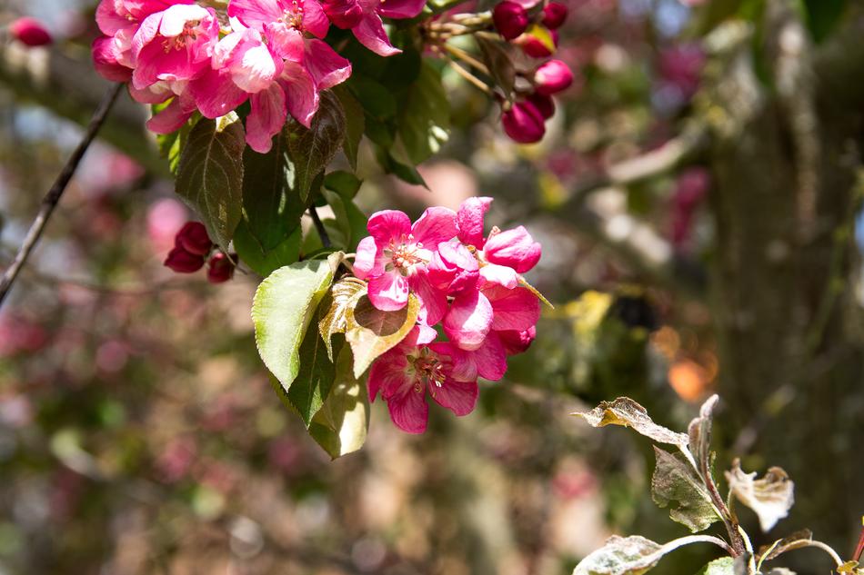 pink orchids on the tree