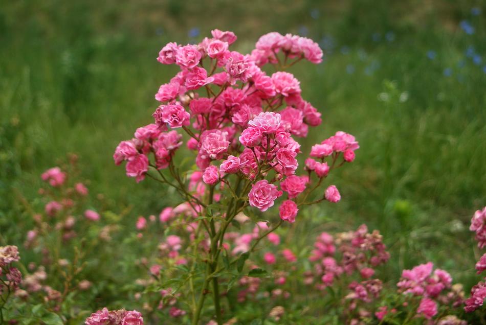 Rose Bush Flower