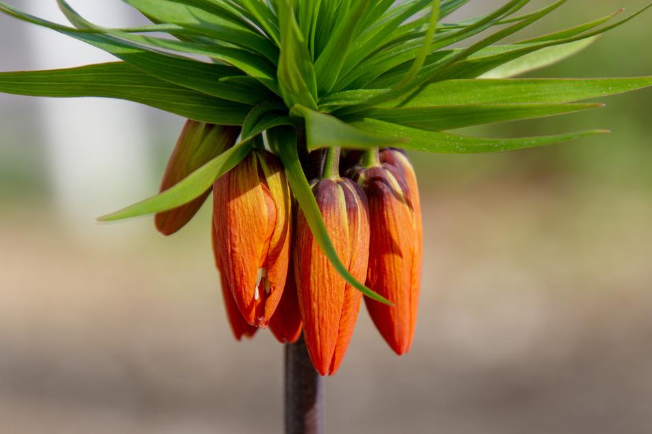 orange tree buds