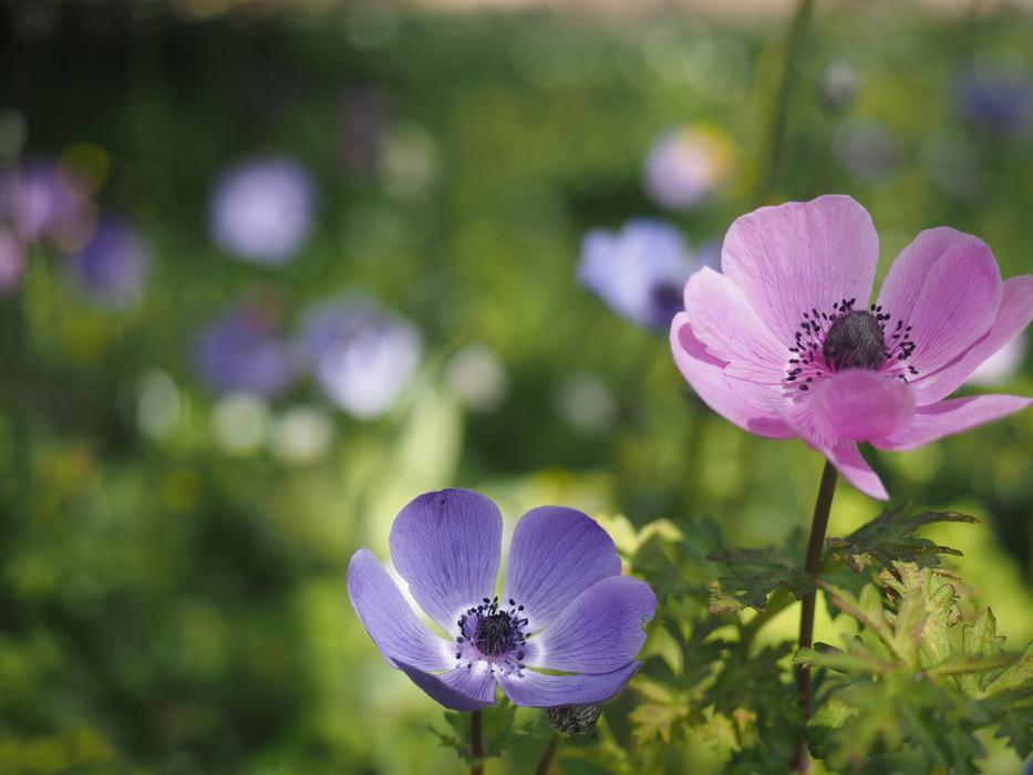 Garden Spring Poppy