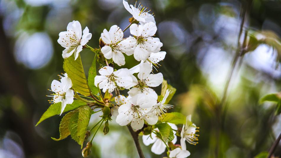 Blossom Bloom Spring Close