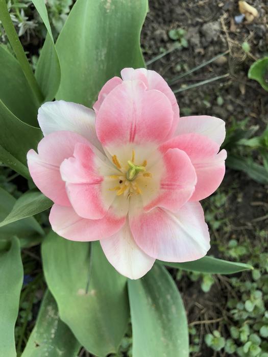 Flower Plant Nature
