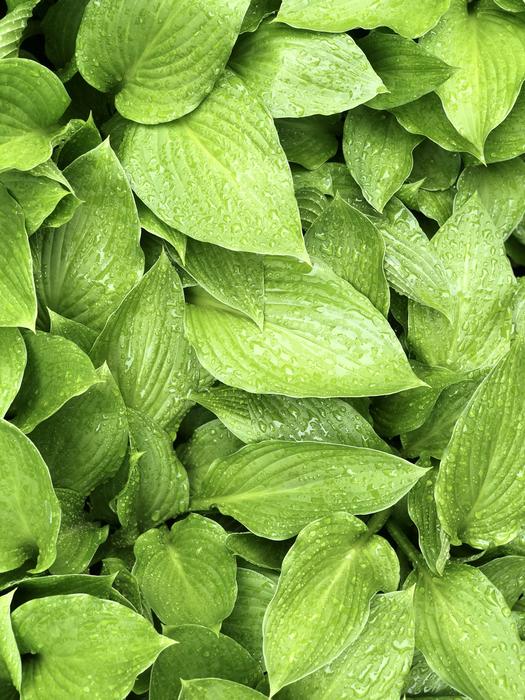 Leaf Plant