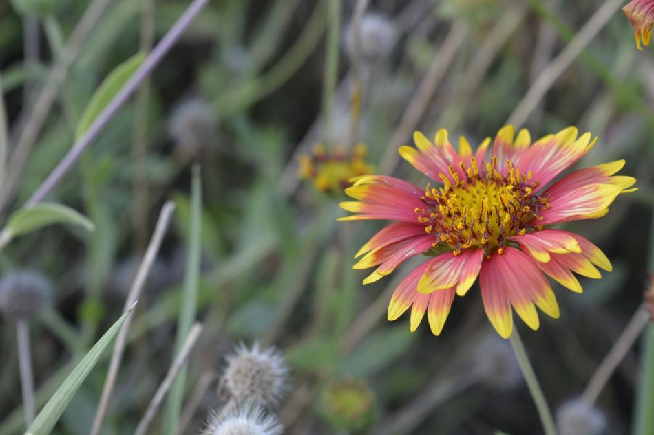 Nature Flower Flora