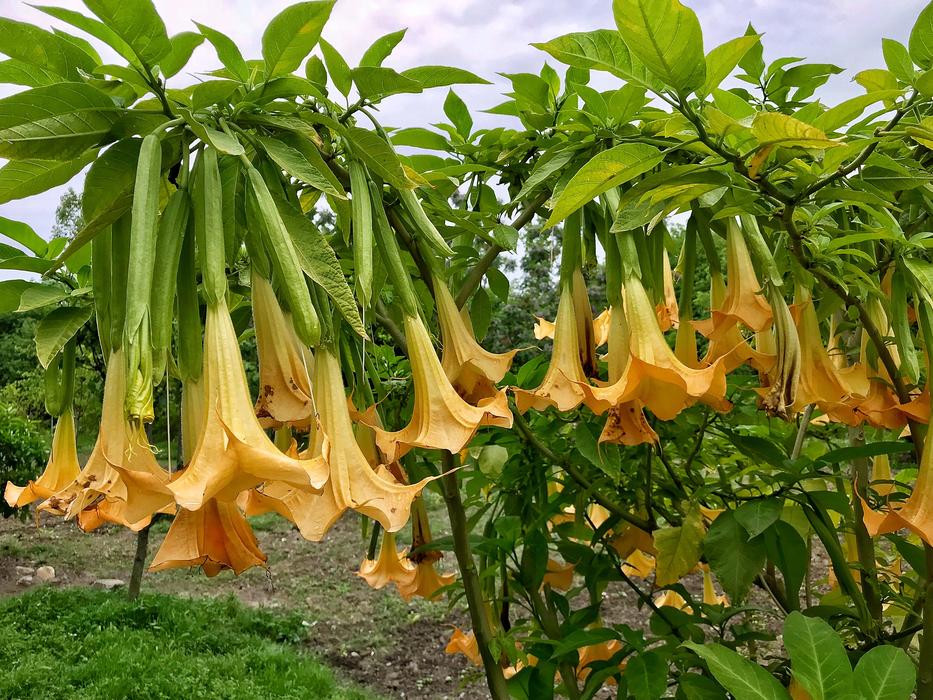 yellow flowers of vegetable plants