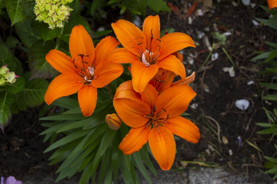 Lily Flower Blossom