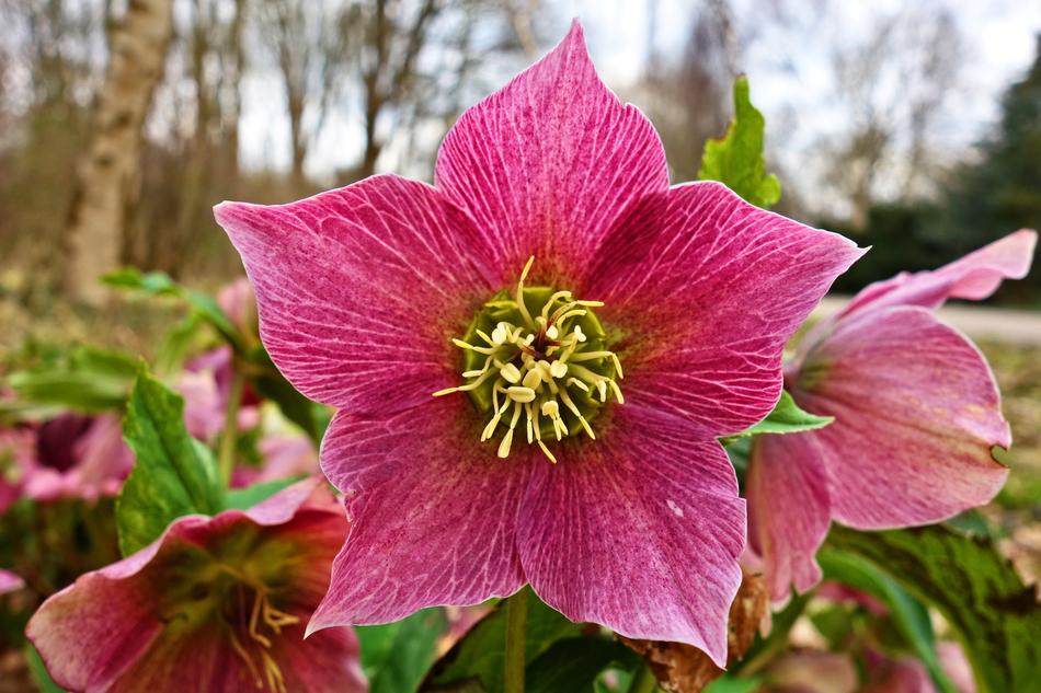 pink flower big beautiful