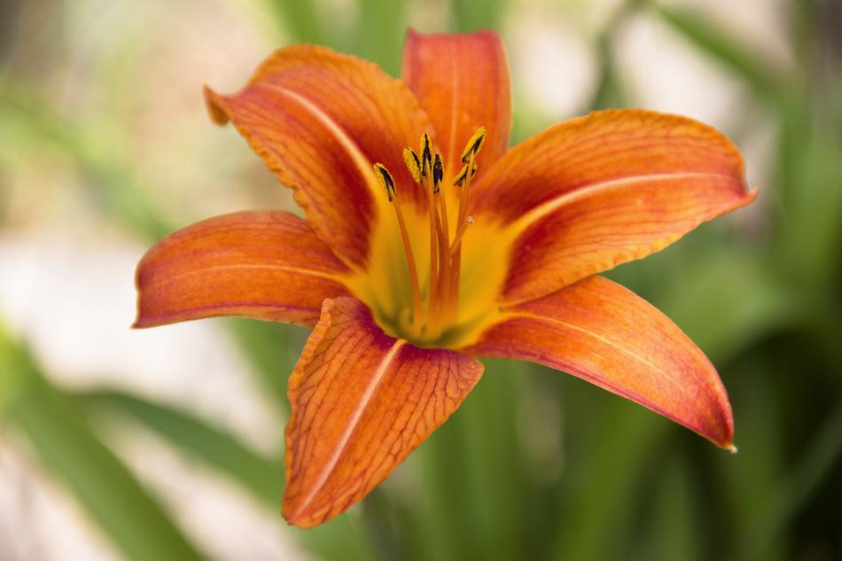 orange lily blooming forest
