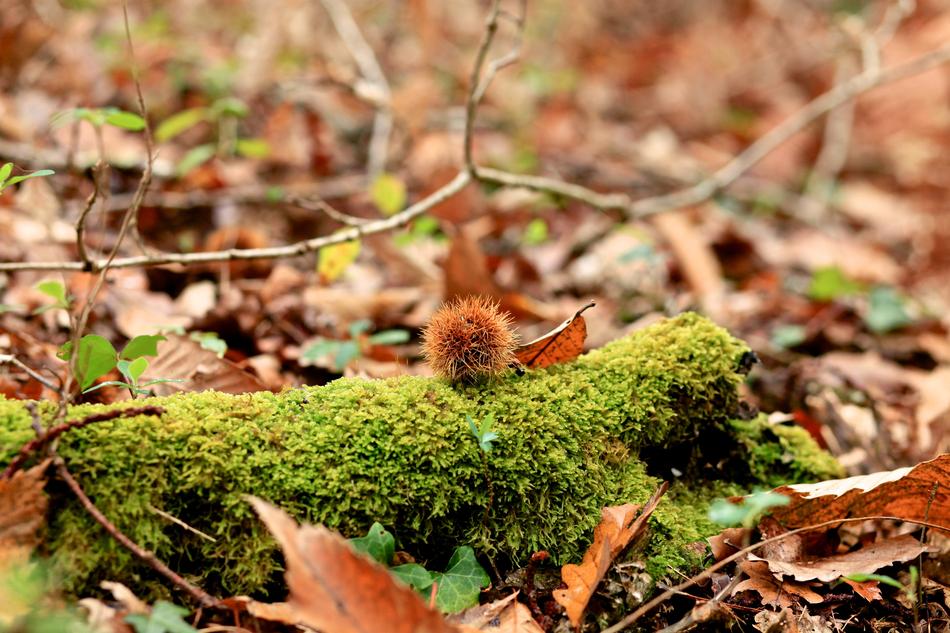moss on the autumn forest
