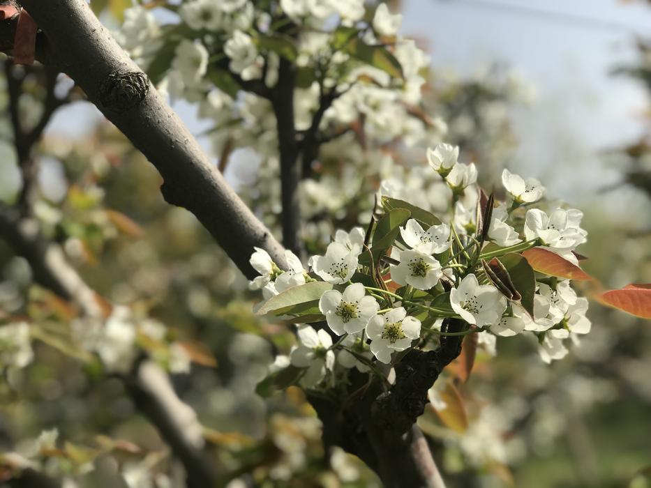 Tree Flower Branch Cherry