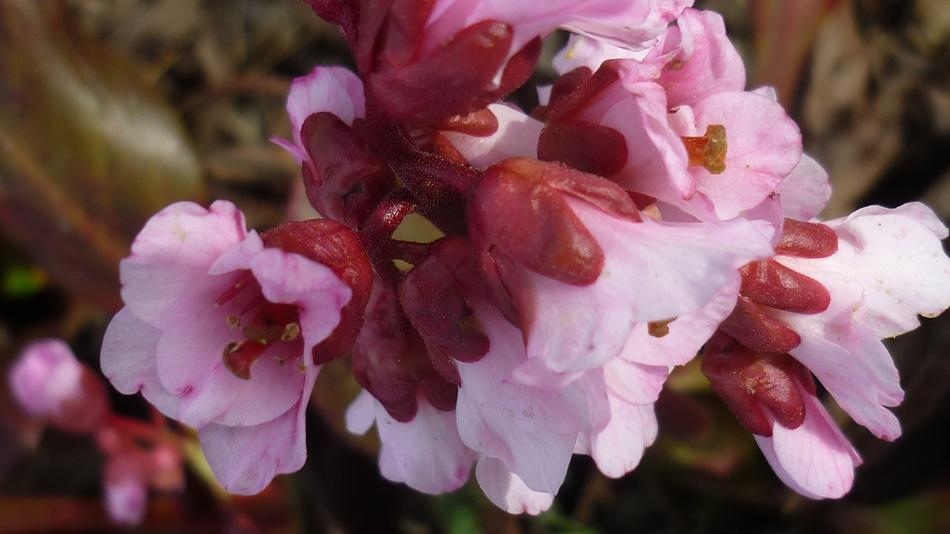 Flower Pear Herb Flowers White