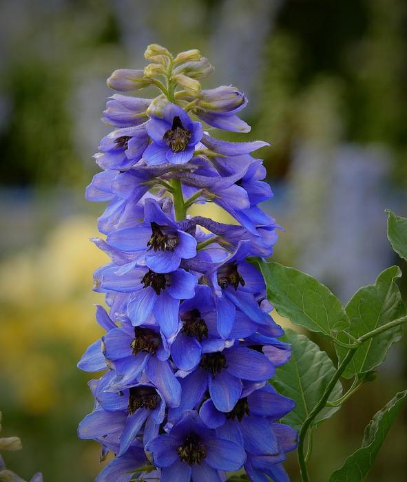 Flowers Nature