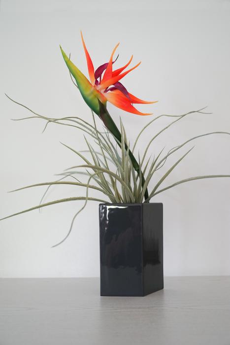 Caudata Flower Plant