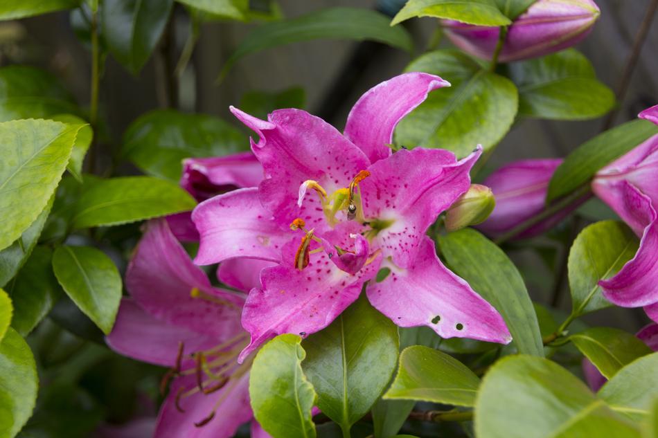 Lily Flower Blossom