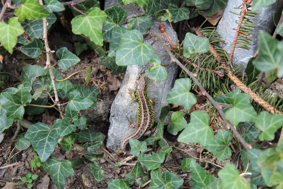 green leaves with stones
