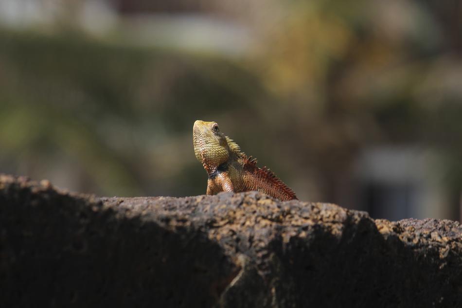 agile little lizard