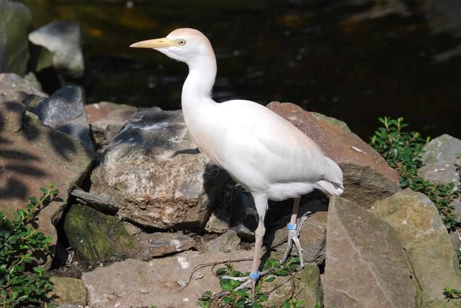 Bird Animal Zoo