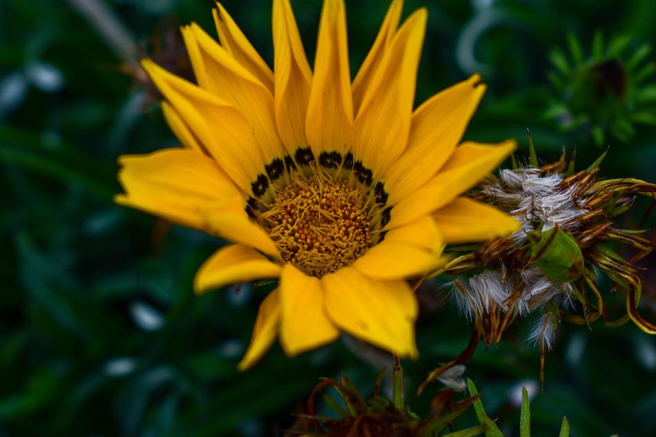 Nature Plant Flower