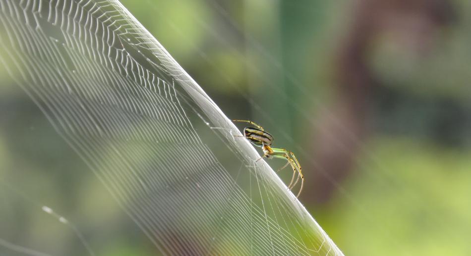 Nature Outdoors Insect