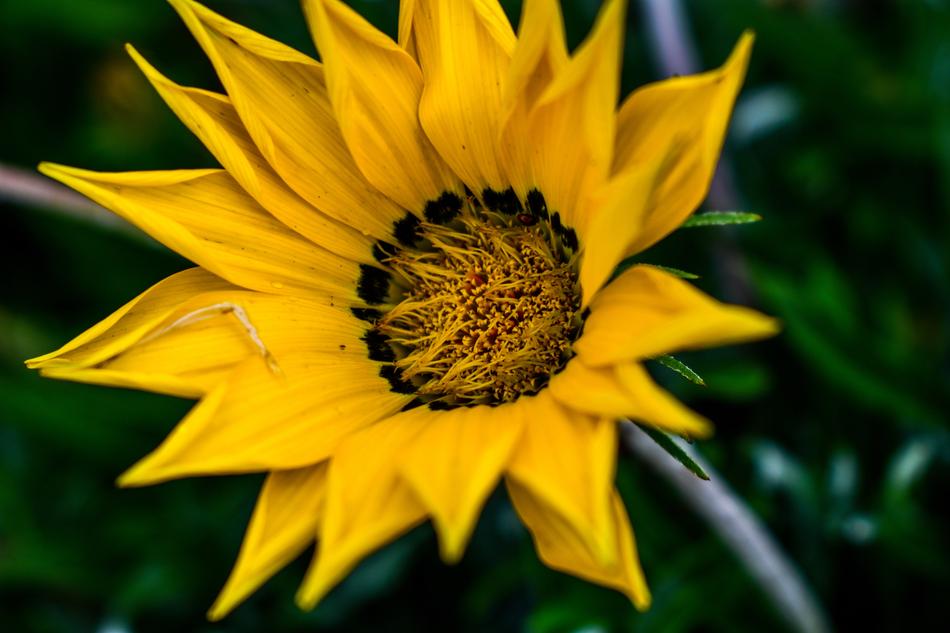 Nature Flower Plant