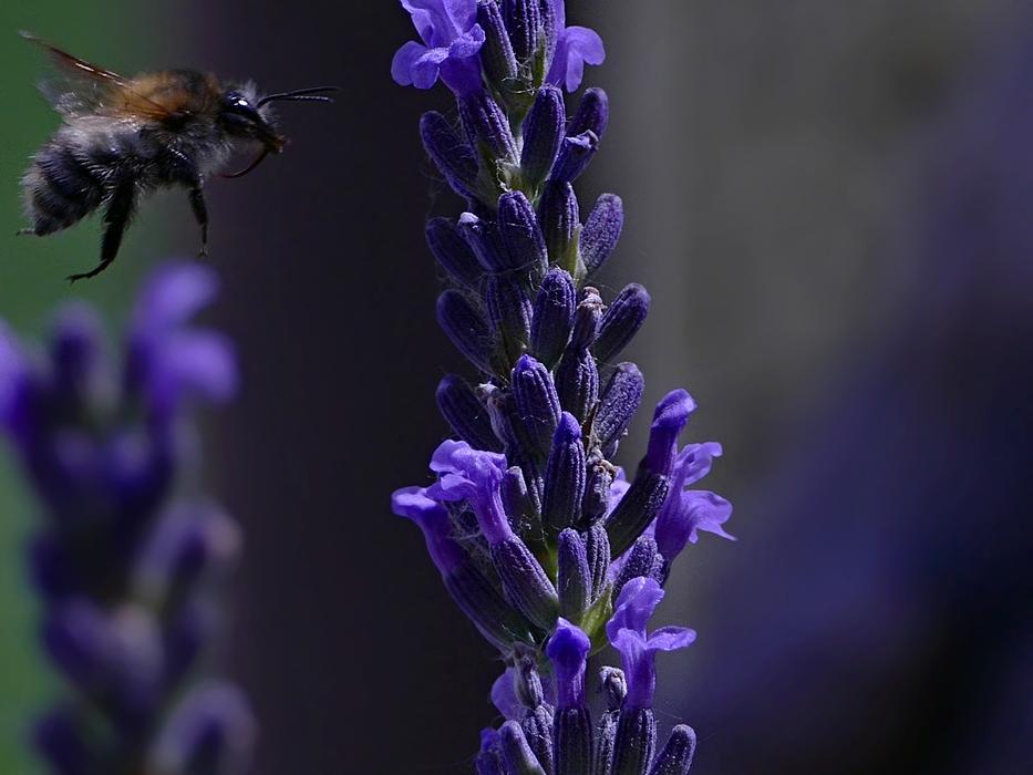 Bee Lavender Flower