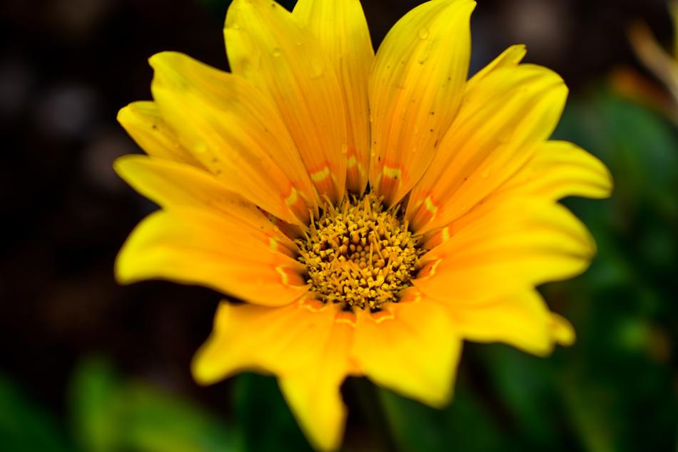 Flower Nature Plant