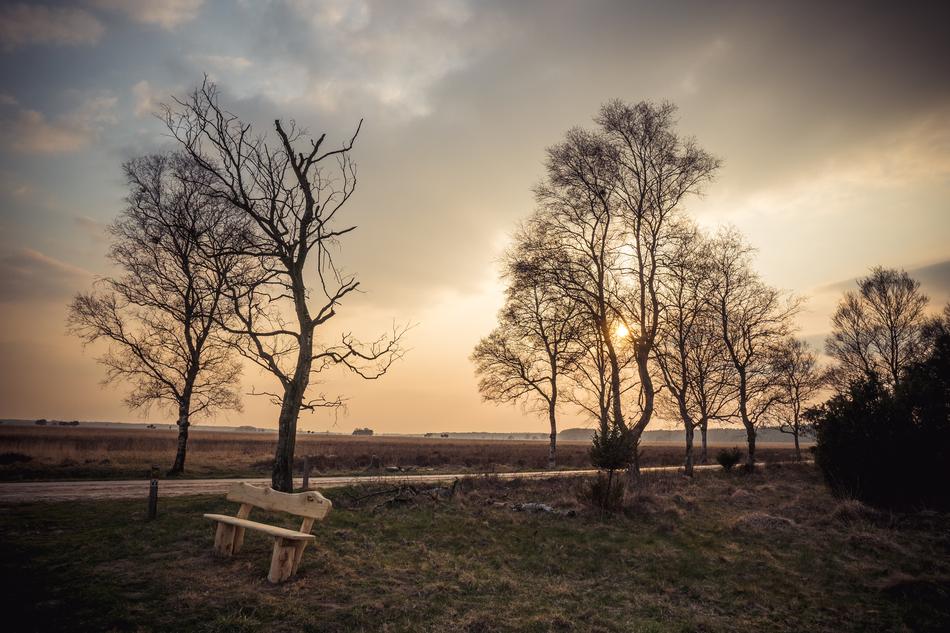 silhouettes of trees by the sun