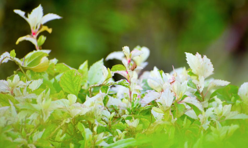 Nature Leaf Flora