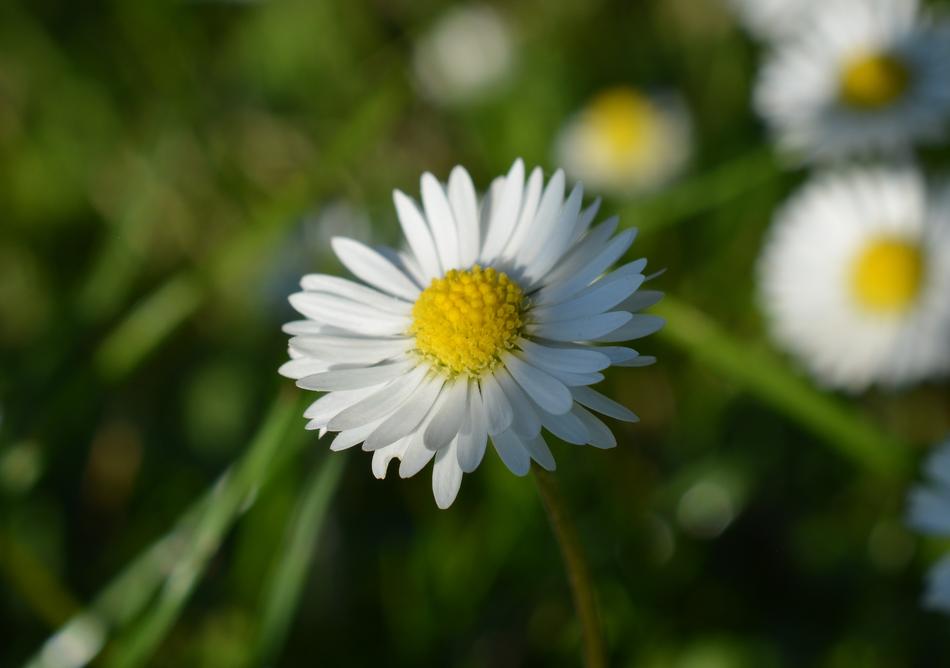 Daisy Background Flower