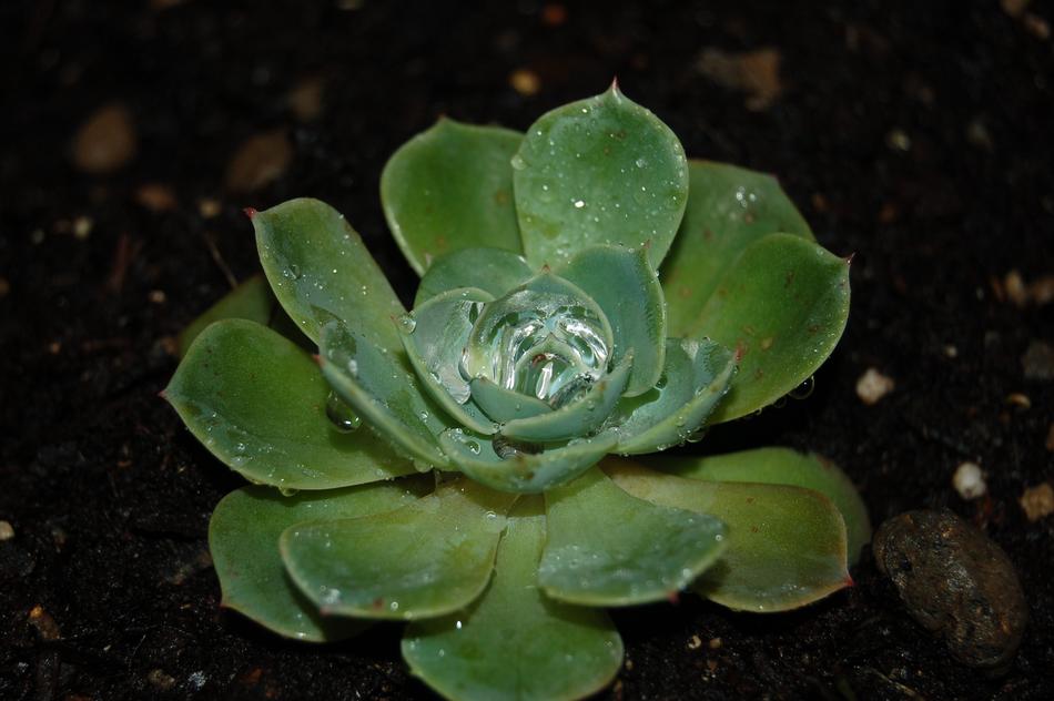 Succulent Plant Fat Plants Cactus