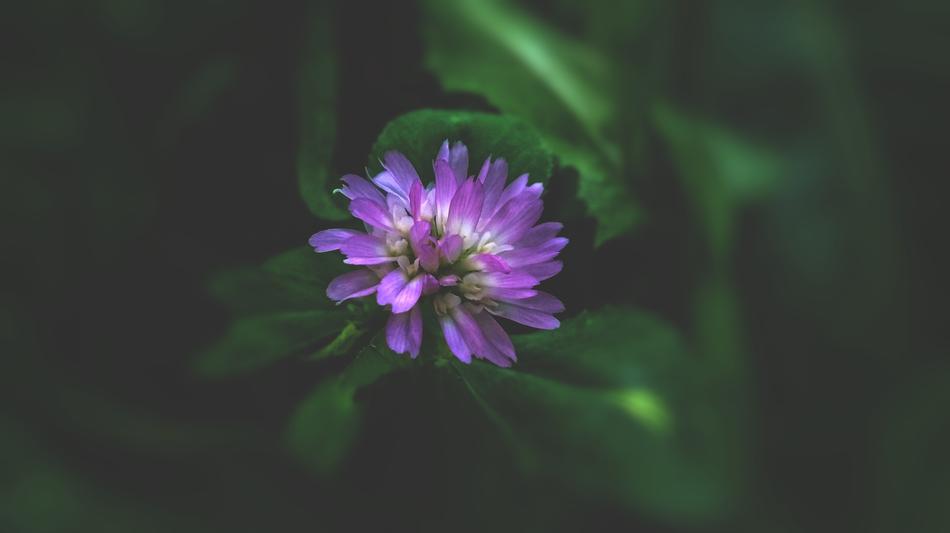 Nature Flora Flower