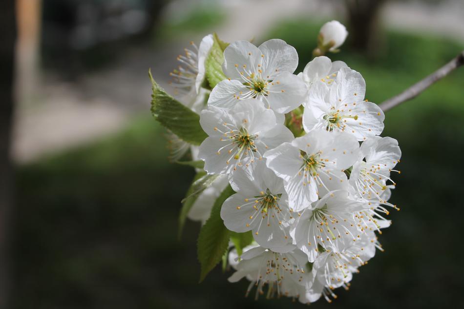 Flower Plant Nature