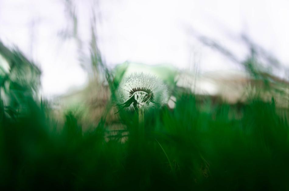 Nature Grass Plant