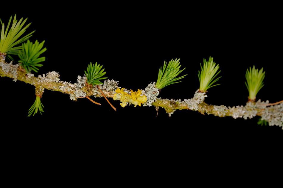 Tree Plant Branch