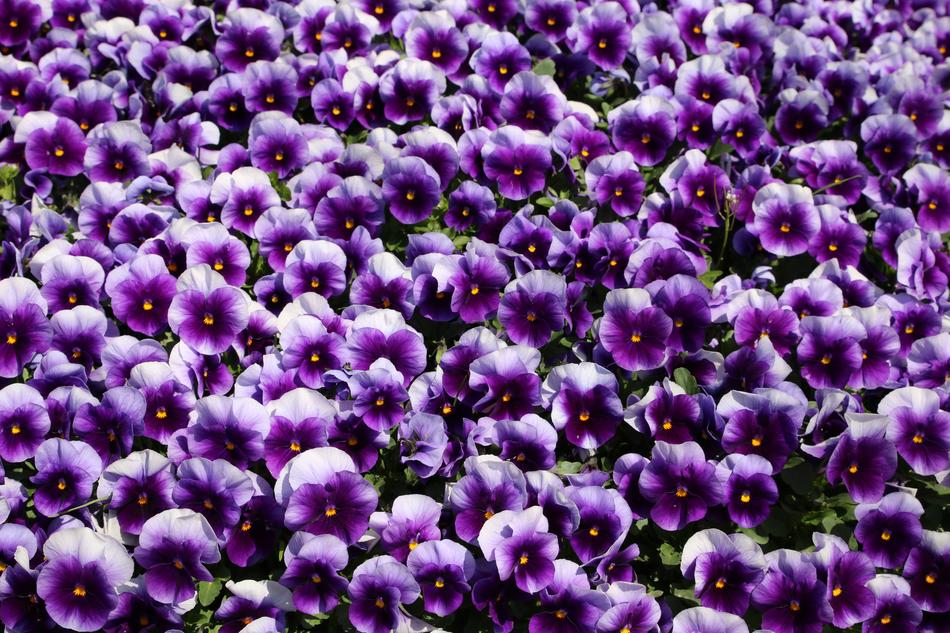 Flowers Nature Plants