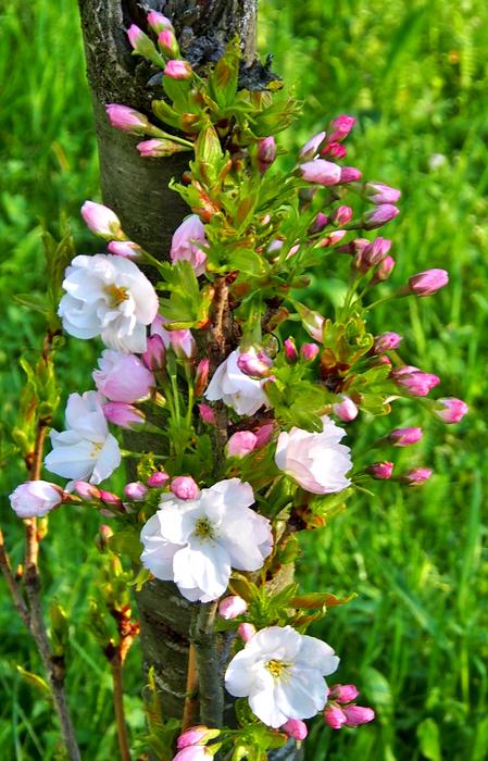 Flower Nature Plant