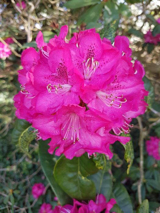 Pink Vibrant