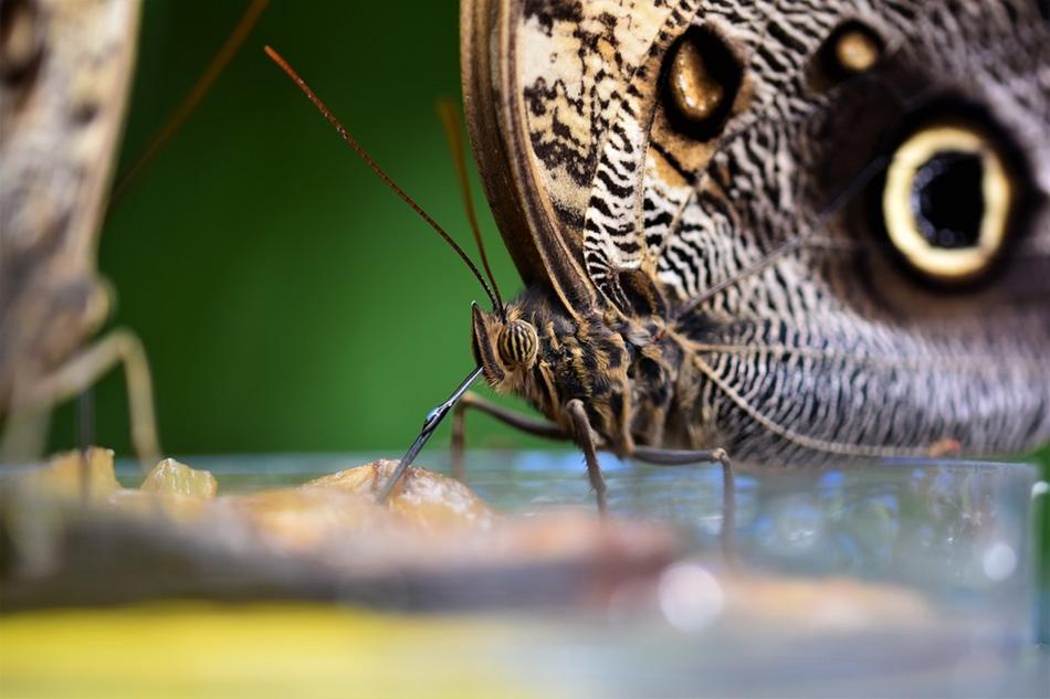 Picnic Butterfly Nature