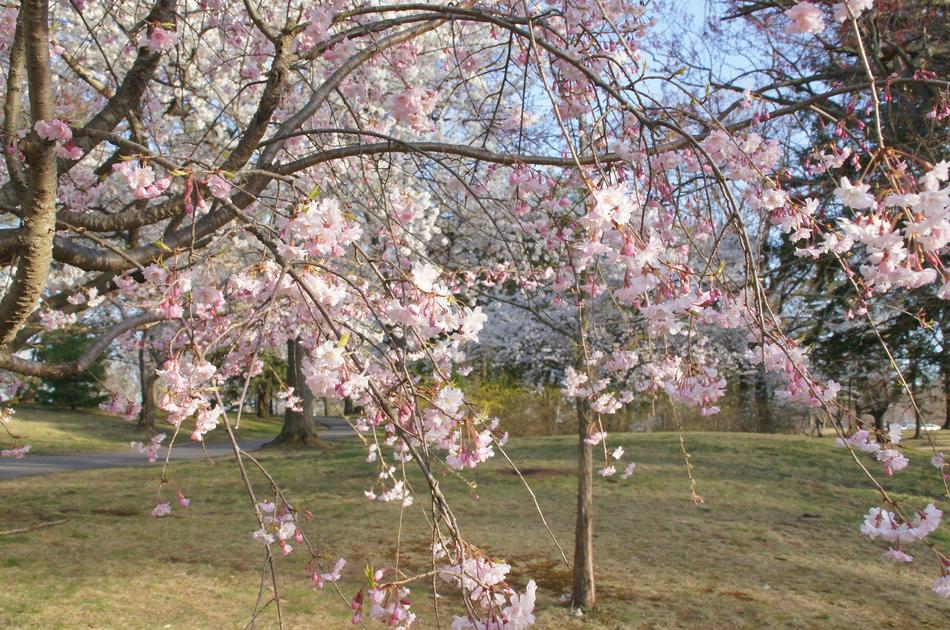 Tree Cherry Flower