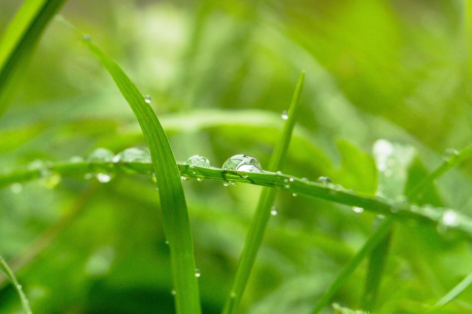 Green Dew Nature