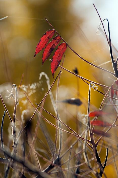 Autumn Color Nature