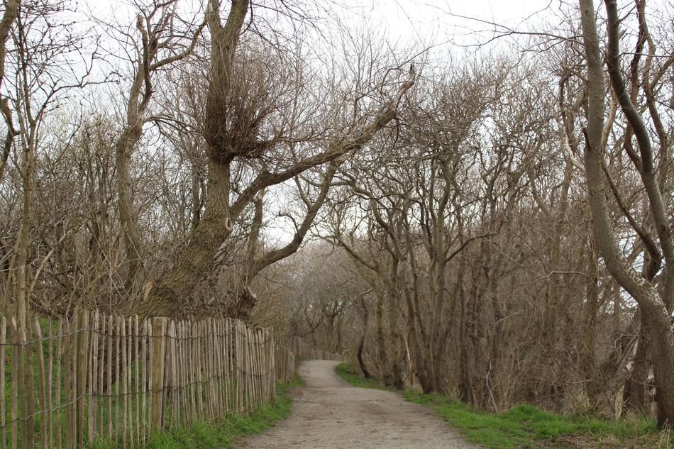 Tree Landscape Wood